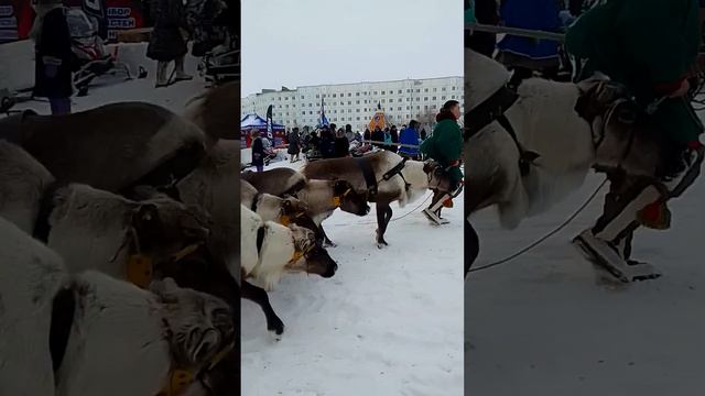 Парад оленей.Мы поедим,мы помчимся,на оленях,утром ранним. смотреть онлайн