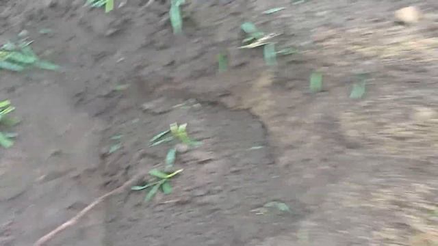 Жива огорожа виноград .. 1 Частина - Посадка техн. сортів винограду Фронтіньяк Грі в ряд . смотреть онлайн