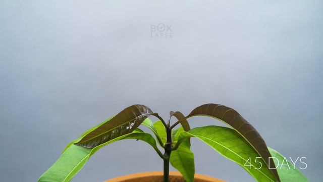 Growing MANGO Tree From Seed - ONE YEAR Time Lapse смотреть онлайн