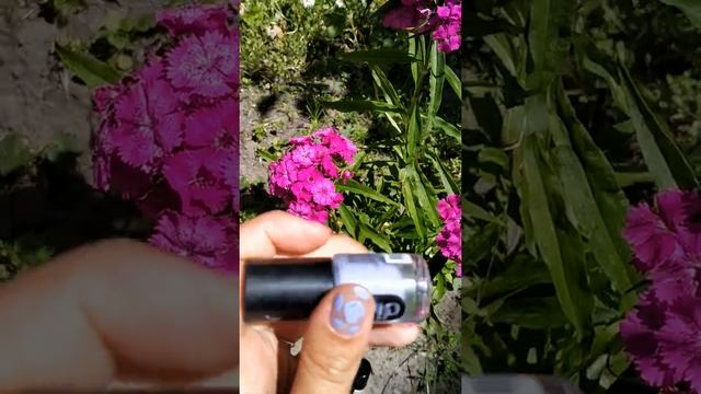 Обзор моих обычных лаков!)? смотреть онлайн