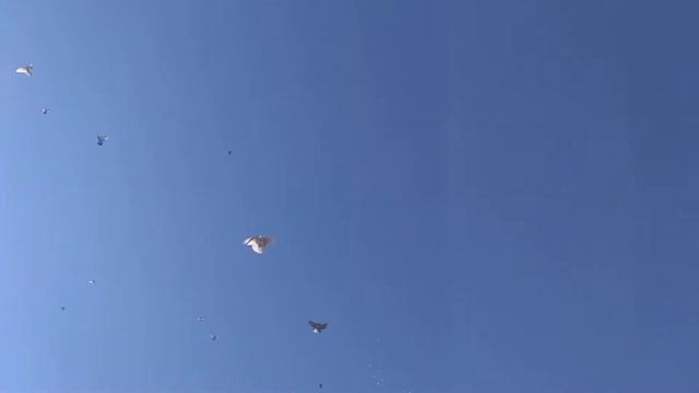 Голуби с.Маячка Славянский р-н смотреть онлайн