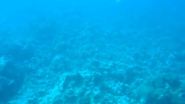 Seascope рыбы Подводное плавание Подводная лодка Египет смотреть онлайн