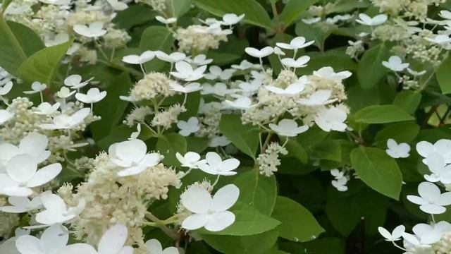Гортензия метельчатая ‘Hydrangea paniculata’ смотреть онлайн