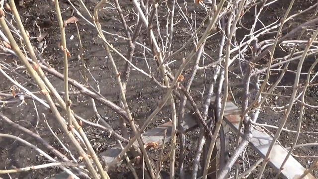 смородина весной смотреть онлайн