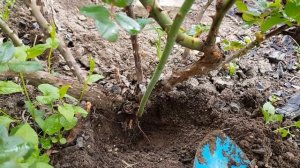 Как отличить побег шиповника от розы.