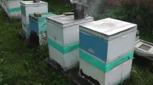 одновременное закармливание и снятие медовых надставок