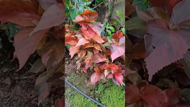 Acalypha Wilkesiana #ornamental смотреть онлайн