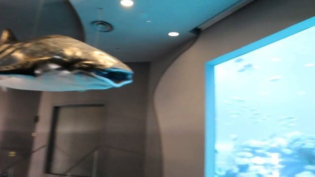 Идем в Океанариум Эйлат Израиль смотреть онлайн