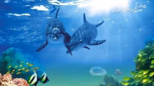 Дельфин. Энциклопедия для детей про животных. Море