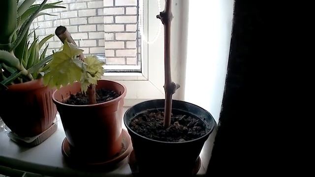 Растущий виноград на подоконнике смотреть онлайн