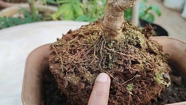 How to transfer an old plant to a new pot /some precaution tips/A new home for bonsai look Jade смотреть онлайн