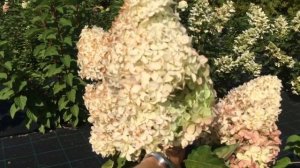 Гортензия Фрайз Мельба