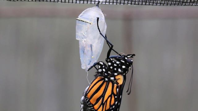 Adult Monarch Butterfly Emerges from its Chrysalis смотреть онлайн