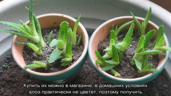 Как посадить алоэ правильно дома