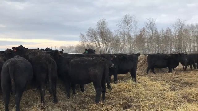 Зимнее содержание ангусов и герефордов смотреть онлайн