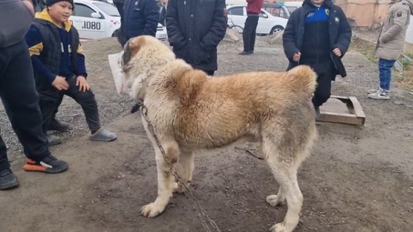 ФАРГОНА ИТ БОЗОРИ НАРХЛАРИ 2024 / FARGONA IT BOZORI Алабай кучуклари 18.02.2024 ( Фаргона ит бозори