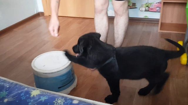 Что такое тач ? занятие #6 ставим тач щенку, Дрессеровка начало, дрессировка малыша,Азы начало смотреть онлайн