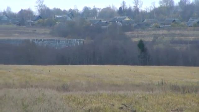 Тетерева на овсах среди белого дня смотреть онлайн