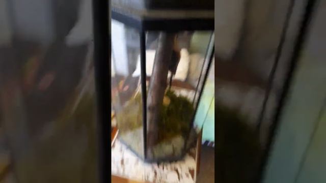 Улитка Ахатина в аквариуме #рекомендации #2023 #улитка #питомцы #trend #tiktok #аквариум #животные смотреть онлайн