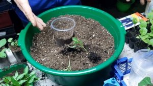 ПИКИРОВКА ПЕРЦА В СТАКАНЫ и как правильно СДЕЛАТЬ ГРУНТ для рассады