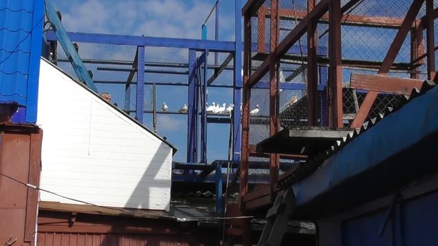 00004 Гривуны 32, 3 сплошных жёлтых. смотреть онлайн