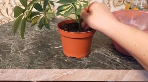 Шефлера. Посадка и уход