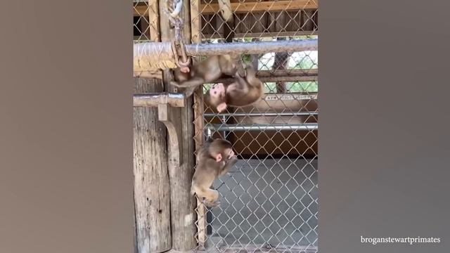Videos De Risa De Animales 2023 - Momentos Divertidos Mono Del Año 😂 смотреть онлайн
