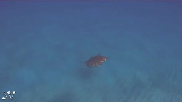 Sea turtle & bluespotted cornetfish / Морская черепаха и Голубопятнистая свистулька/ צב ים & חלילו смотреть онлайн