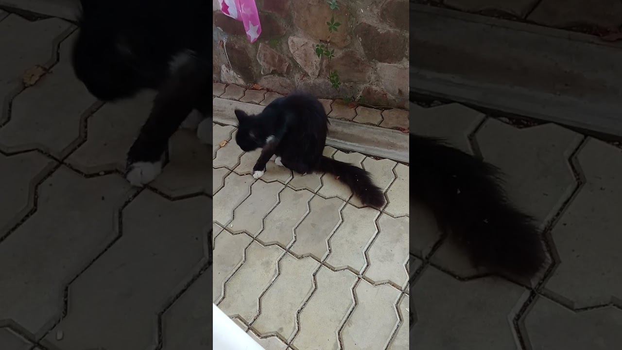 Котик Чистюля. смотреть онлайн