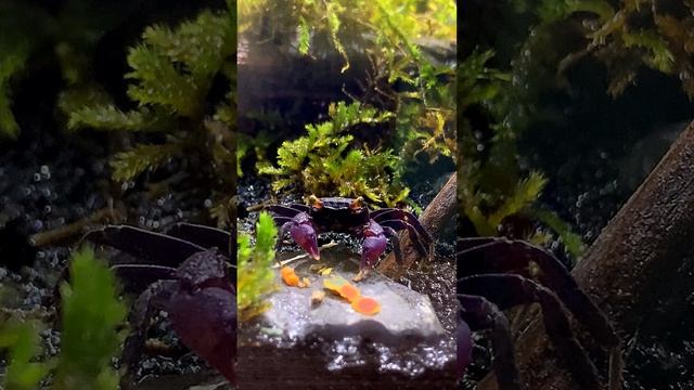 краб красный дьявол (Geosesarma Crabs)