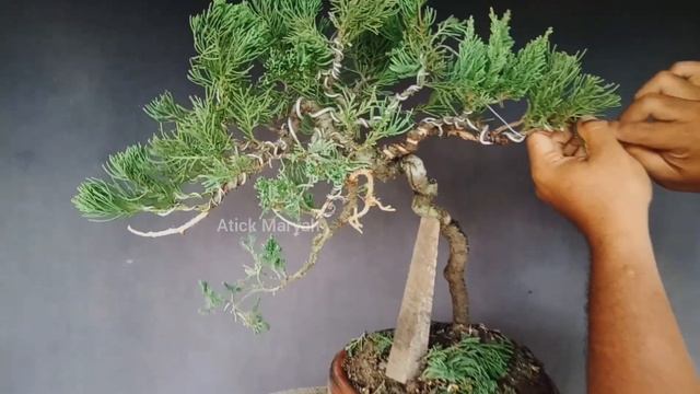 Juniperus Bonsai Tree - How To Make A Bonsai Tree Using Juniperus Chinensis