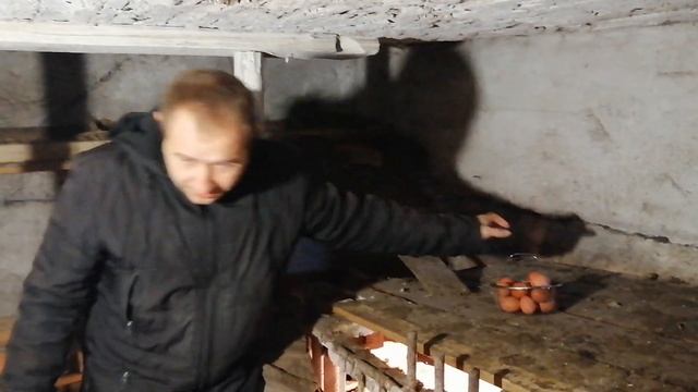 Сбор яиц в курятнике. смотреть онлайн
