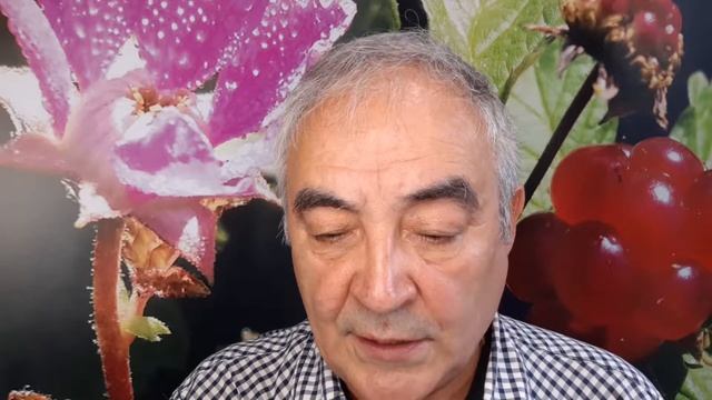 ТИБЕТСКАЯ РОЗОЛИСТНАЯ МАЛИНА .КНЯЖЕНИКА?ОТЗЫВ ОПИСАНИЕ ОБМАН.2Ч. смотреть онлайн