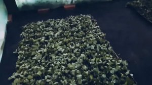 Посадка рассады клубники в кассеты,ошибки и их устранения