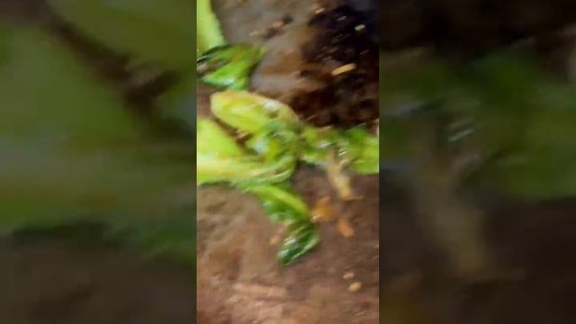 Sweet N Sour Ribeye, Blistered Bok-Choy, Ginger Jasmine Rice