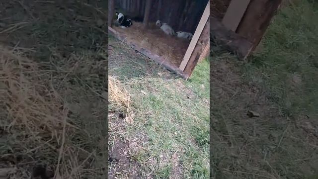 навес для телят