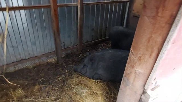 Вьетнамские свиньи . Почему именно они ? Плюсы минусы доход с вьетнамских свиней смотреть онлайн