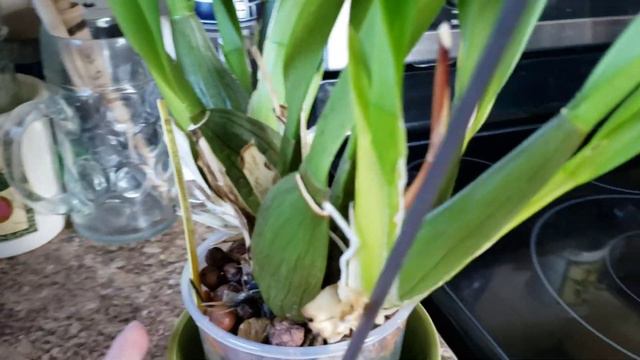 Vuylstekeara Carnivale 'Rio' Orchid