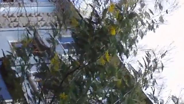 сочи мимоза цветет в январе смотреть онлайн
