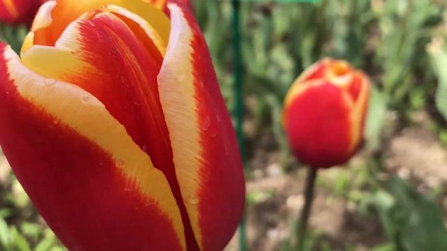 Выставка тюльпанов. 18.04.21. Никитский Ботанический Сад. Никита. Большая Ялта. Крым. Crimea. Yalta смотреть онлайн