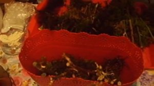 Укоренение черенков роз во мху \работающий способ