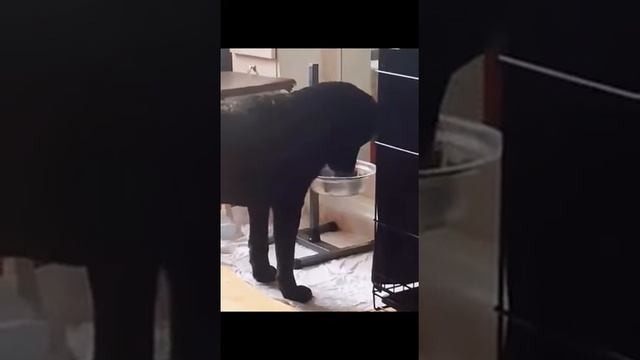 Домашние животные #10 смотреть онлайн