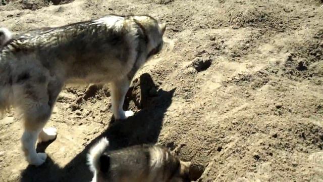 Аляскинский маламут: особенности поведения, воспитание щенков, история породы смотреть онлайн