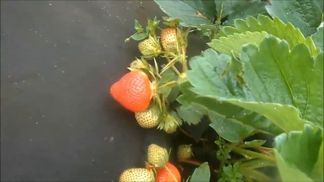 ФИНЕЛЛА - поздний сорт из Англии. смотреть онлайн