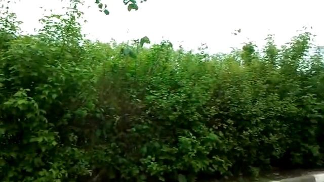 Московская обл г. Подольск, пр-кт. Октябрьский, д.17(2) смотреть онлайн