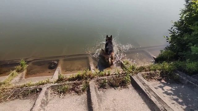 Добыча мёда. Как метить матку. Немец, тапок и вода. Сотовый мёд. Пилотный выпуск. Пасека Придатченк смотреть онлайн