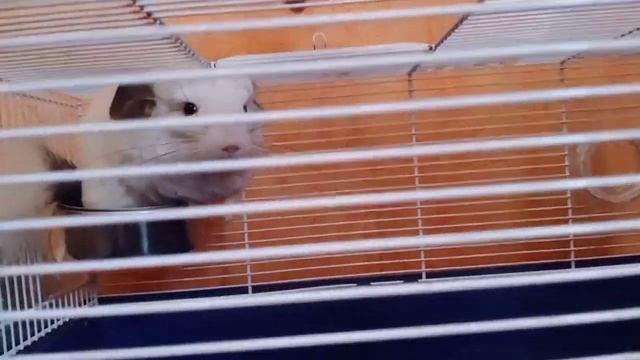 Дрессировка шиншилл Юппи и Бубу. Характеры наших шиншилл смотреть онлайн