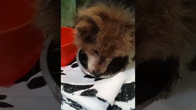 Блог #Мими_кися