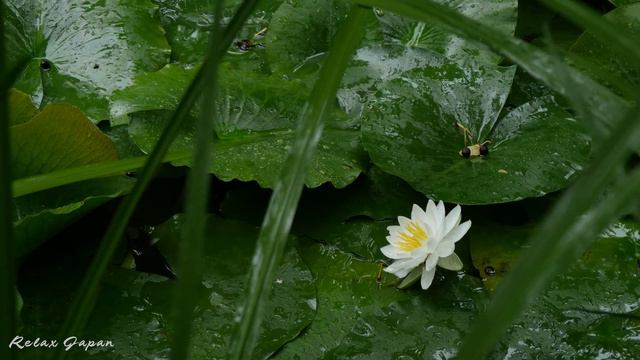 【4K】Relax Japan-Lotus in the Rain / Relaxing Sounds of Rain and Birds Chirping смотреть онлайн