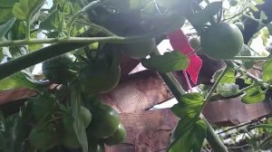 Черномор - очень урожайный томат!